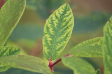 Interveinal chlorosis of honeysuckle or honeyberry (Lonicera caerulea) leaves caused by micronutrient deficiency