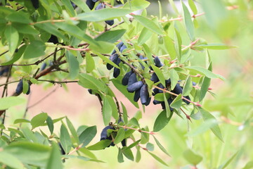 Branch of honeysuckle or honeyberry (Lonicera caerulea) with ripe blue fruits and leaves in summer garden
