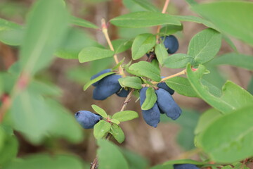 Branch of honeysuckle or honeyberry (Lonicera caerulea) with ripe blue fruits and leaves in summer...