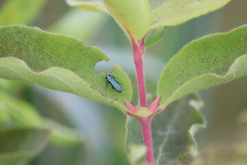 Blue jewel beetle (Agrilus cyanescens) on green leaf of honeysuckle or honeyberry (Lonicera caerulea). Pest of honeysuckle plant