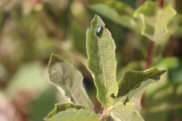 Blue jewel beetle (Agrilus cyanescens) on green leaf of honeysuckle or honeyberry (Lonicera caerulea). Pest of honeysuckle plant