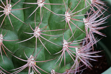 Cactus épineux