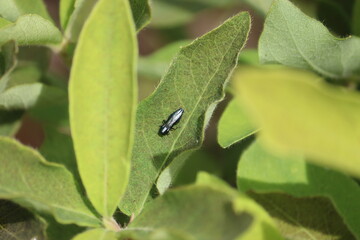 Blue jewel beetle (Agrilus cyanescens) on green leaf of honeysuckle or honeyberry (Lonicera...
