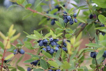 Branch of honeysuckle or honeyberry (Lonicera caerulea) with ripe blue fruits and leaves in summer...
