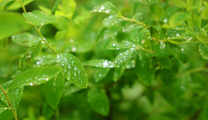 Wet green plant leaves with dew drops for summer background