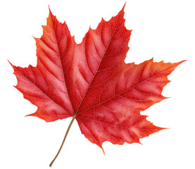 Vibrant red maple leaf isolated on white background isolated on a white background