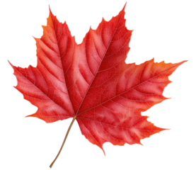 Vibrant red maple leaf isolated on white background isolated on a white background