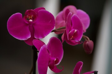 purple orchid