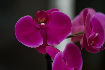 purple orchid