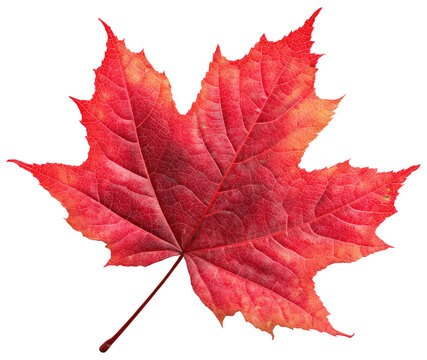 Vivid red maple leaf isolated on a white background