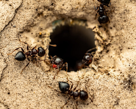 Acrobat Ants