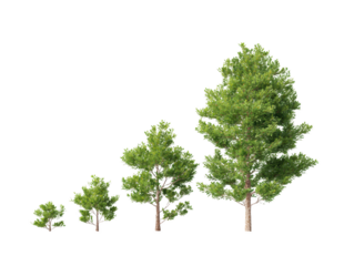 An inspiring image of a growing tree, representing growth, progress, and development. Capture the stages of life, conveying the idea of growth and life.