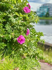 pink flowers in a garden