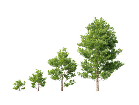 An inspiring image of a growing tree, representing growth, progress, and development. Capture the stages of life, conveying the idea of growth and life.