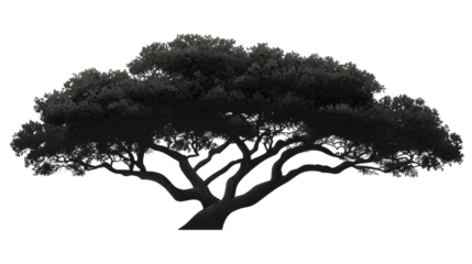 A majestic tree, its silhouette boldly contrasted against the sky, offering a sense of strength, resilience, and the silent witness to time's passage.