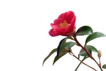 A single vibrant pink Camellia flower, with its delicate petals and golden stamens, blossoms on a slender stem adorned with lush green leaves.