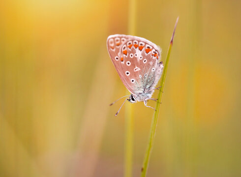 Samica Modraszka ikara na ż&oacute;łtym tle.