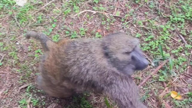 African baboon boldly walking by in Nairobi National Park. Primate animal.  Savannah grassland region.