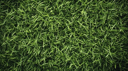 Close-up of fresh green grass with sharp blades in a natural texture