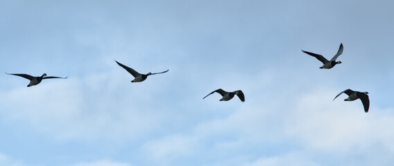 Fototapeta premium five Canada geese in flight on a blue sky. 