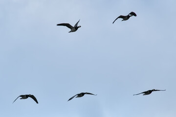 five Canada geese in flight on a blue sky. 