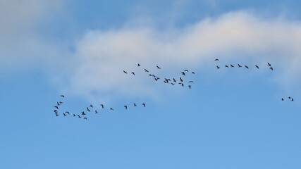 Formation of Canada geese flying on a blue sky - Branta canadensis 