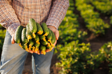 Freshly picked organic cucumbers with blossoms still attached, held in farmer’s hands on a vegetable field, symbolizing healthy eating, local produce, and sustainable agriculture.
