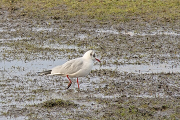 Black-headed gull in winter plumage, standing in a swamp - Chroicocephalus ridibundus 