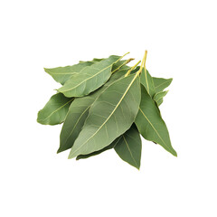 Fototapeta premium Aromatic Bay Leaves Bunch - Fresh Culinary Herb