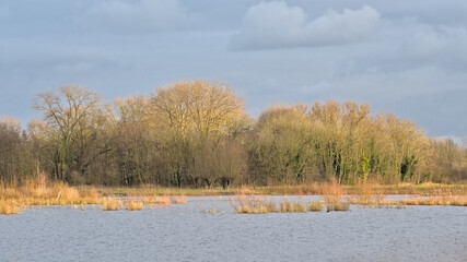 Sunny marsh landscape, with reed and trees in the water in Bourgoyen nature reserve, Ghent, Flanders, Belgium 