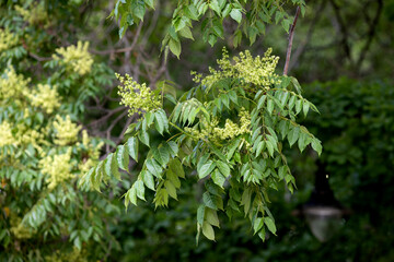 Ailanthus altissima flowering tree in the park
