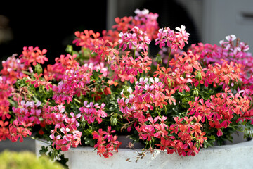 Nice Pelargonium flowers growing in garden