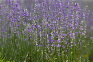 Blooming lavender in the garden
