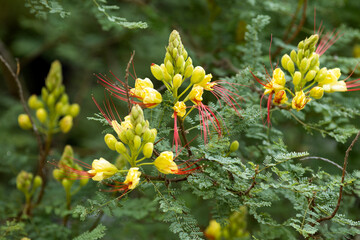 Blooming yellow Caesalpinia flowers in the park
