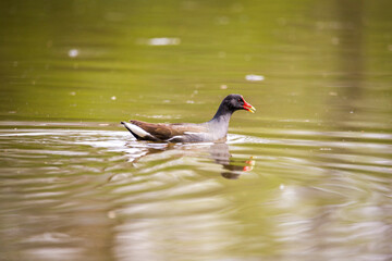 Common moorhen (Gallinula chloropus, waterhen or swamp chicken) swimming in the pond.