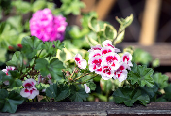 Nice Pelargonium flowers growing in garden