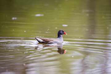 Common moorhen (Gallinula chloropus, waterhen or swamp chicken) swimming in the pond.