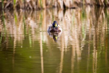Male Mallard or wild duck paddling in pond.