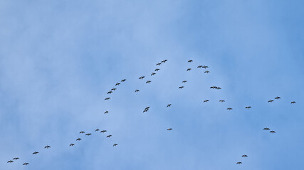 Large group of Canada geese flying, low angle view - Branta canadensis 