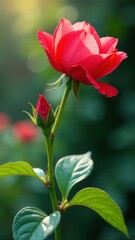 Obraz premium Red rose with green leaves is the main focus of the image. The rose is standing tall
