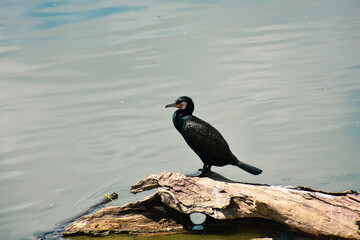 Black cormorant bird balancing on a tree trunk in the river, sun