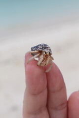 Hermit crab in hand