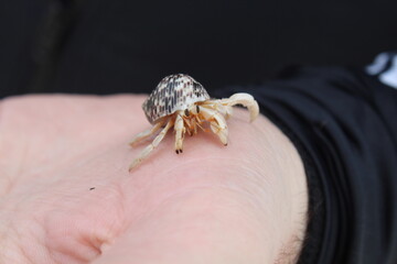 Hermit crab on hand