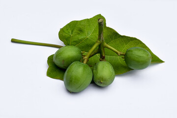 Castor fruit (Jatropha curcas) white background, Ricinus communis