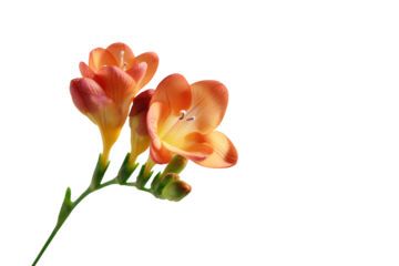 Close-up of a single freesia stem with two fully bloomed flowers and a bud, showcasing delicate orange and yellow petals against a clean background.