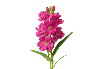 Obraz premium A vibrant, captivating photo of a delicate pink Snapdragon flower in full bloom, showcasing its intricate beauty and natural elegance.