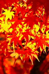 村松公園の紅葉（新潟県）