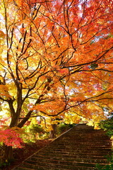 村松公園の紅葉（新潟県）