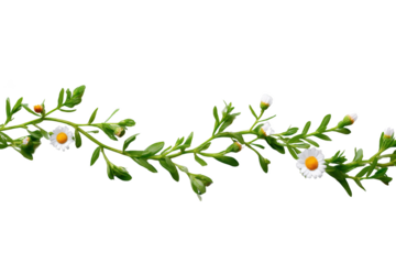 A delicate vine of daisies with vibrant white petals and sunny yellow centers, gracefully winding along a crisp, clean canvas, evoking a sense of natural purity and botanical elegance.