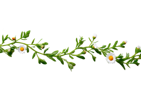 A delicate vine of daisies with vibrant white petals and sunny yellow centers, gracefully winding along a crisp, clean canvas, evoking a sense of natural purity and botanical elegance. - Powered by Adobe